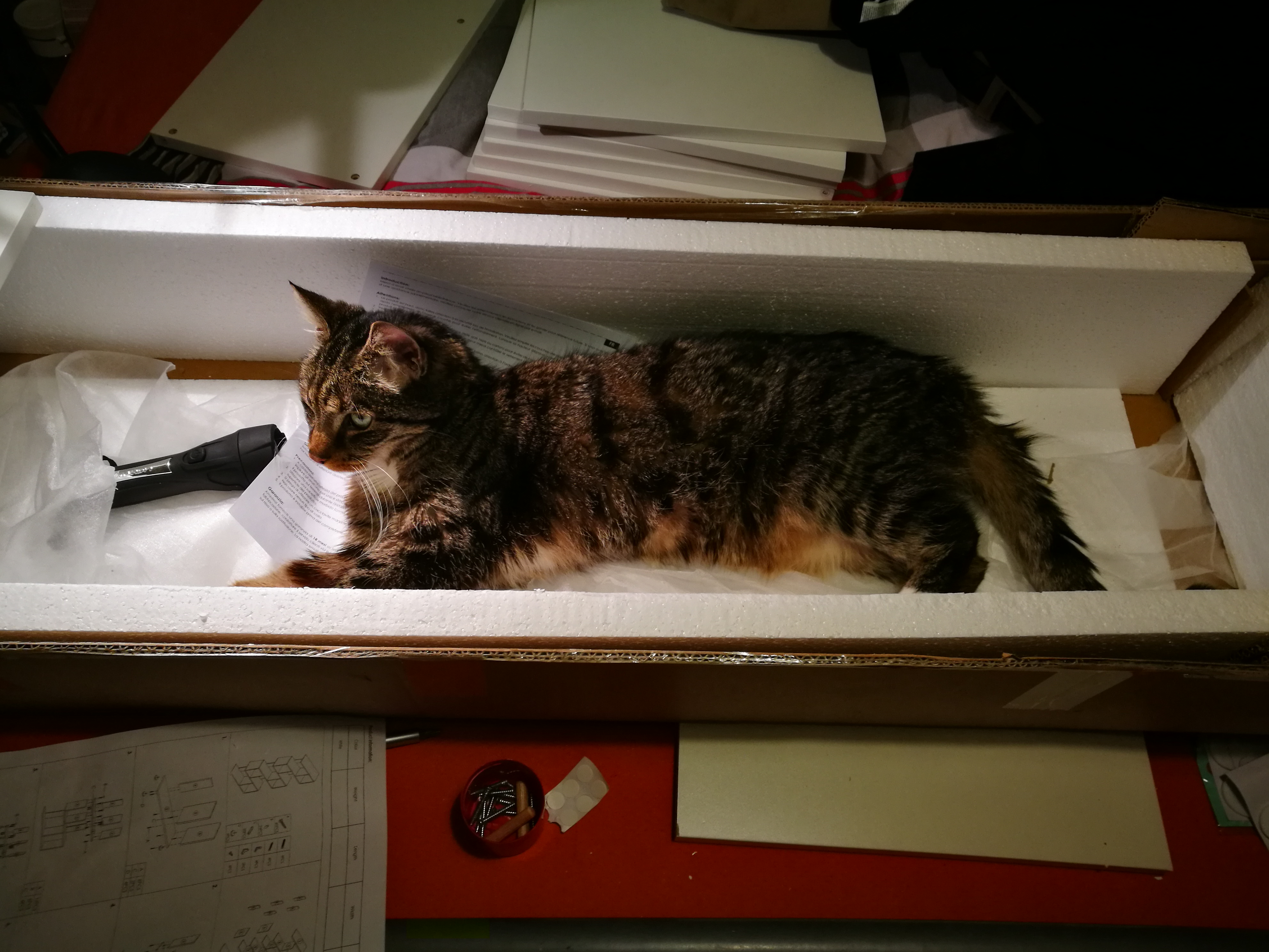 Whitey liegt in einem Karton mit Materialien zum Schrankaufbau