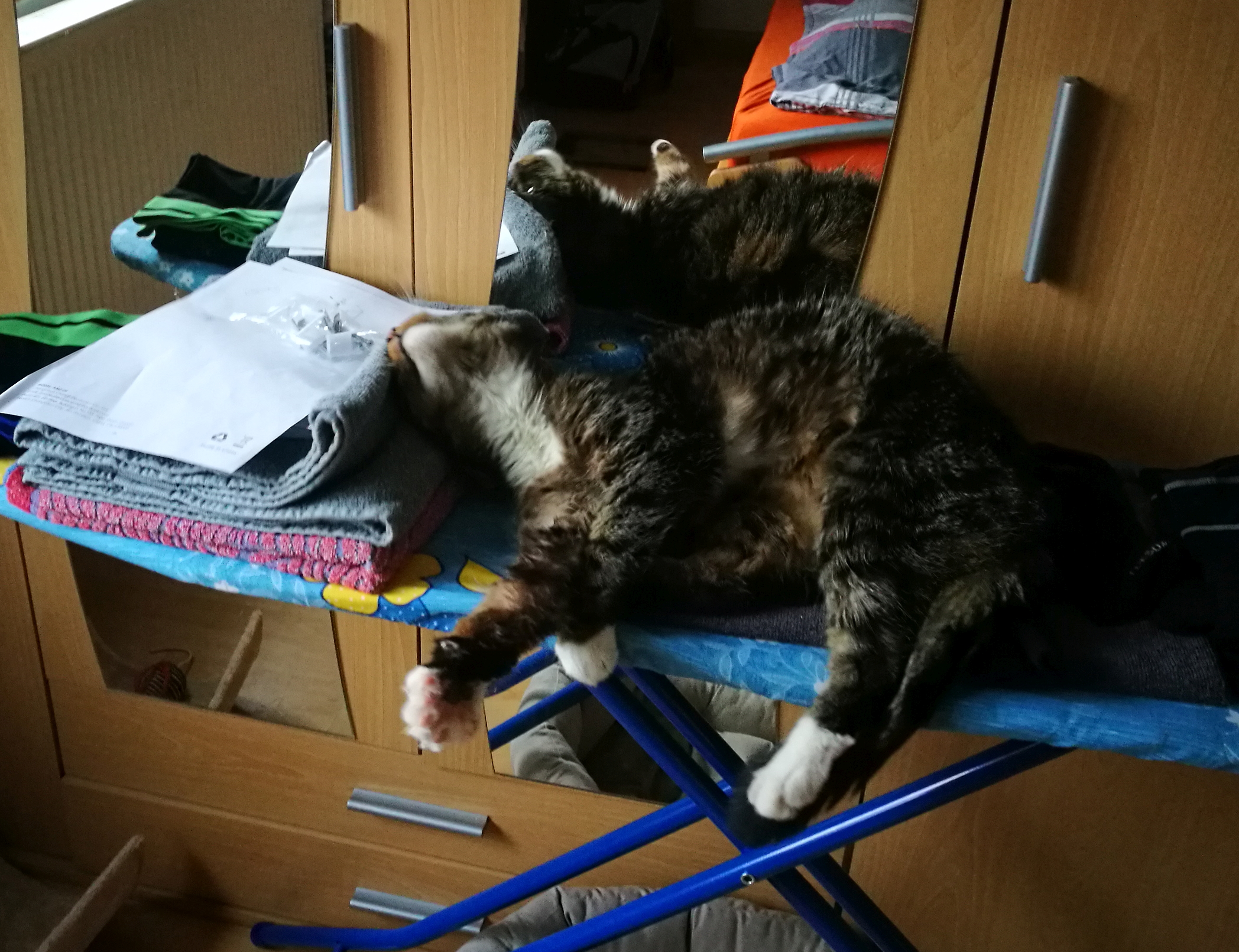 Whitey liegt auf einem Bügelbrett mit frisch gewaschener Wäsche