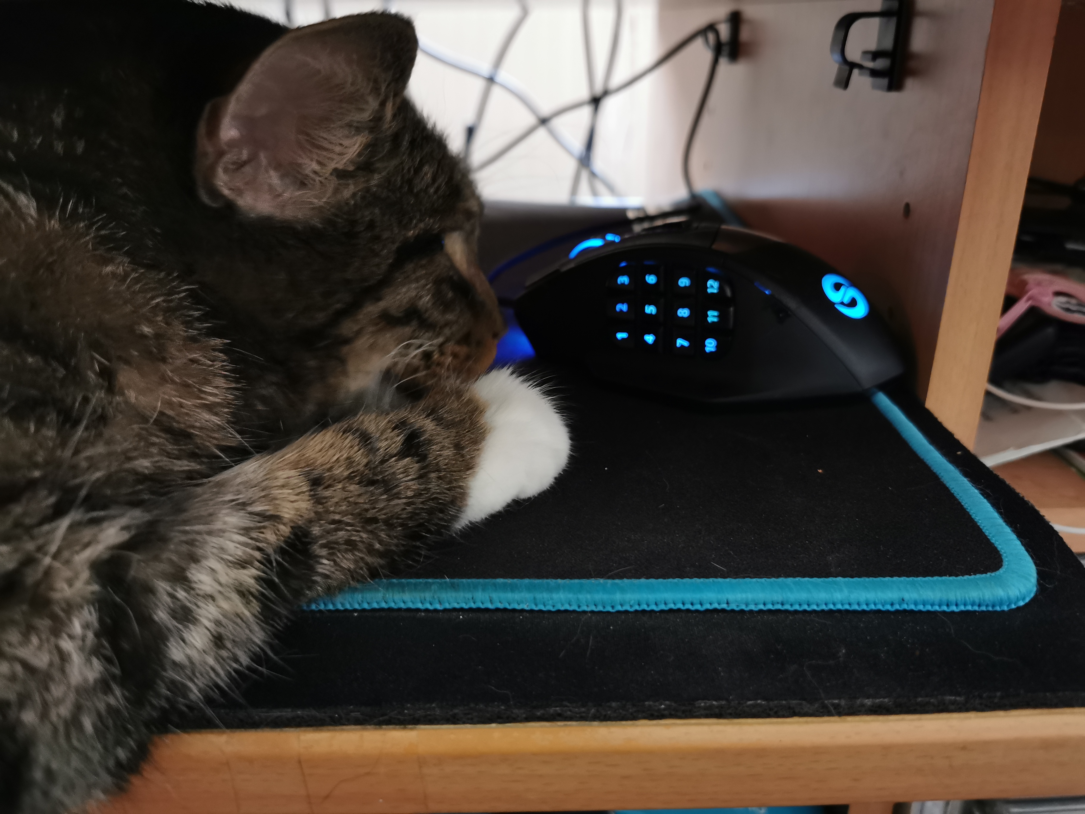 Whitey auf Mauspad mit Gesicht und Pfote ganz nah an meiner Computermaus