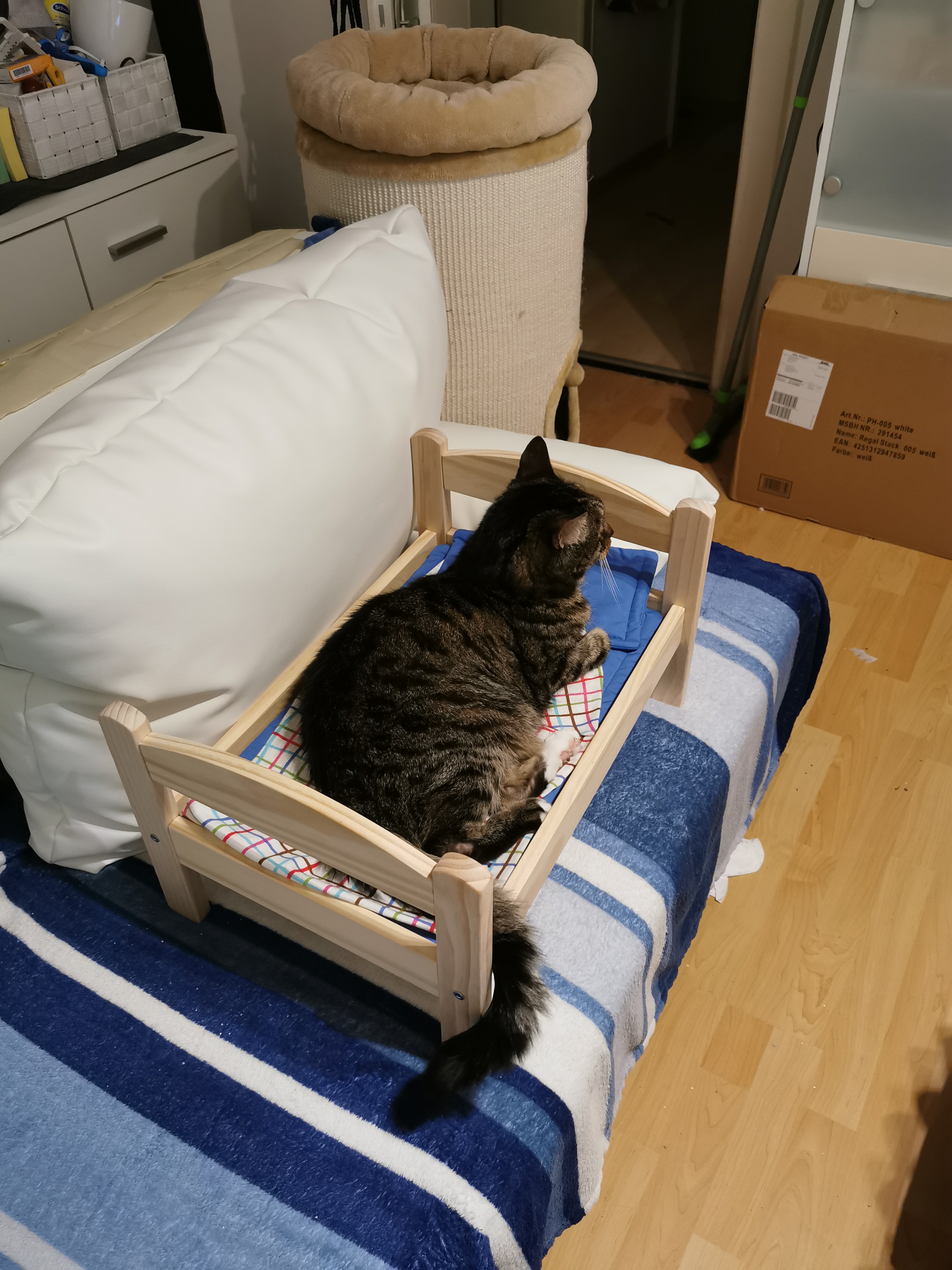 Whitey sitzt in Katzenbett, das auf der neuen Couch und neben einer Kratztonne steht