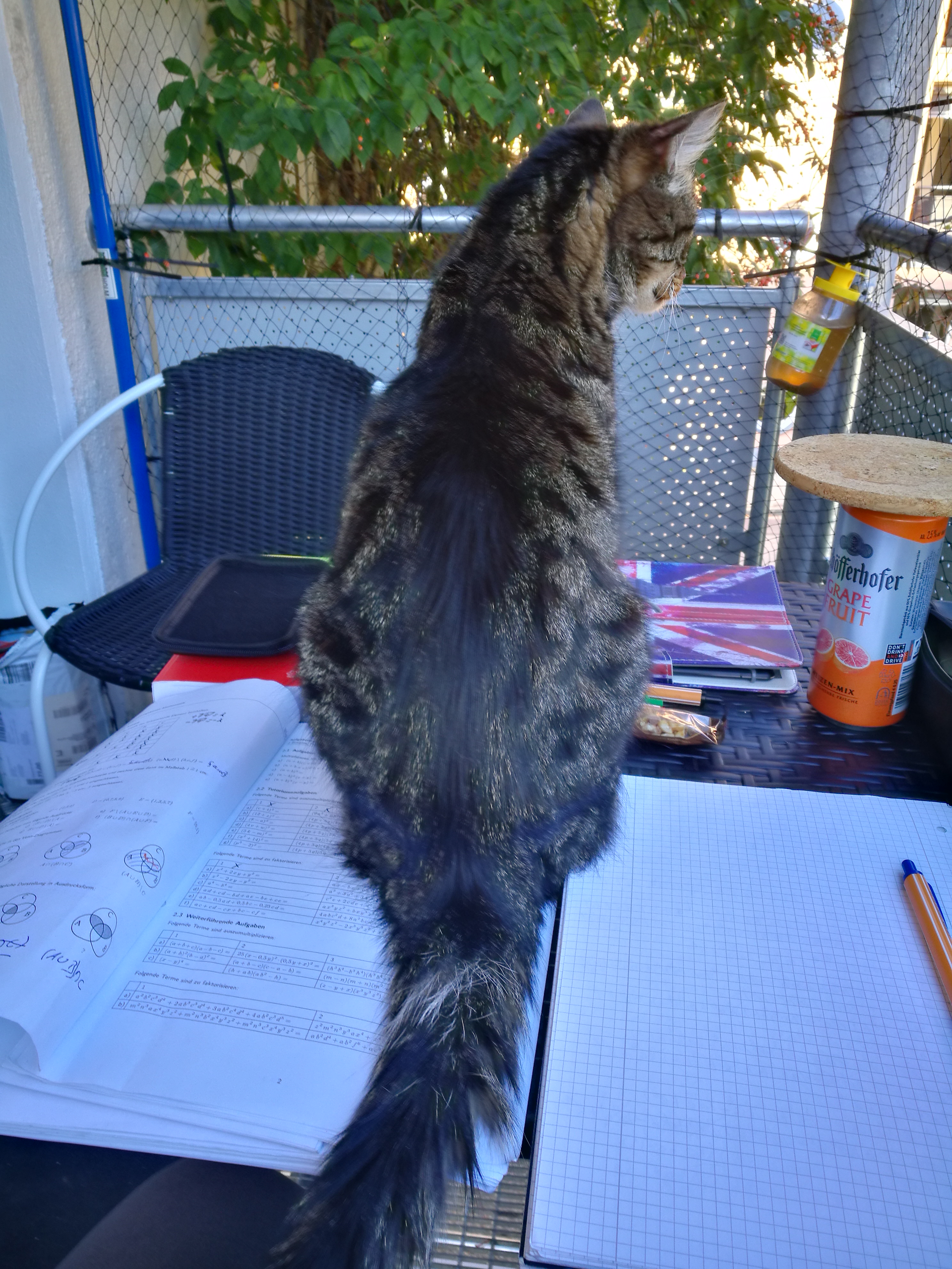 Whitey auf meinen Lernunterlagen auf dem Balkon