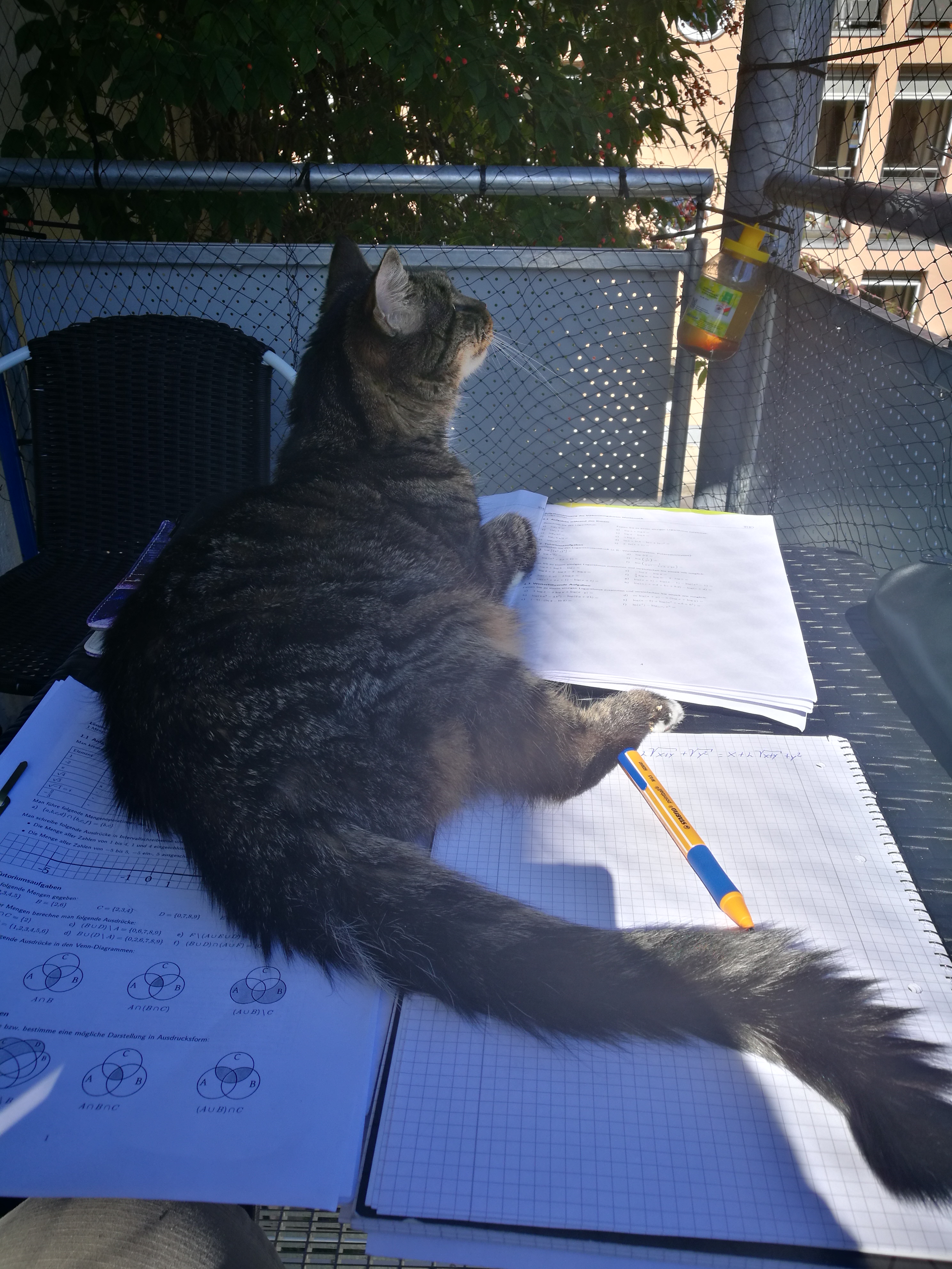 Whitey liegt auf meinen Lernunterlagen auf dem Balkon und schaut in den Himmel