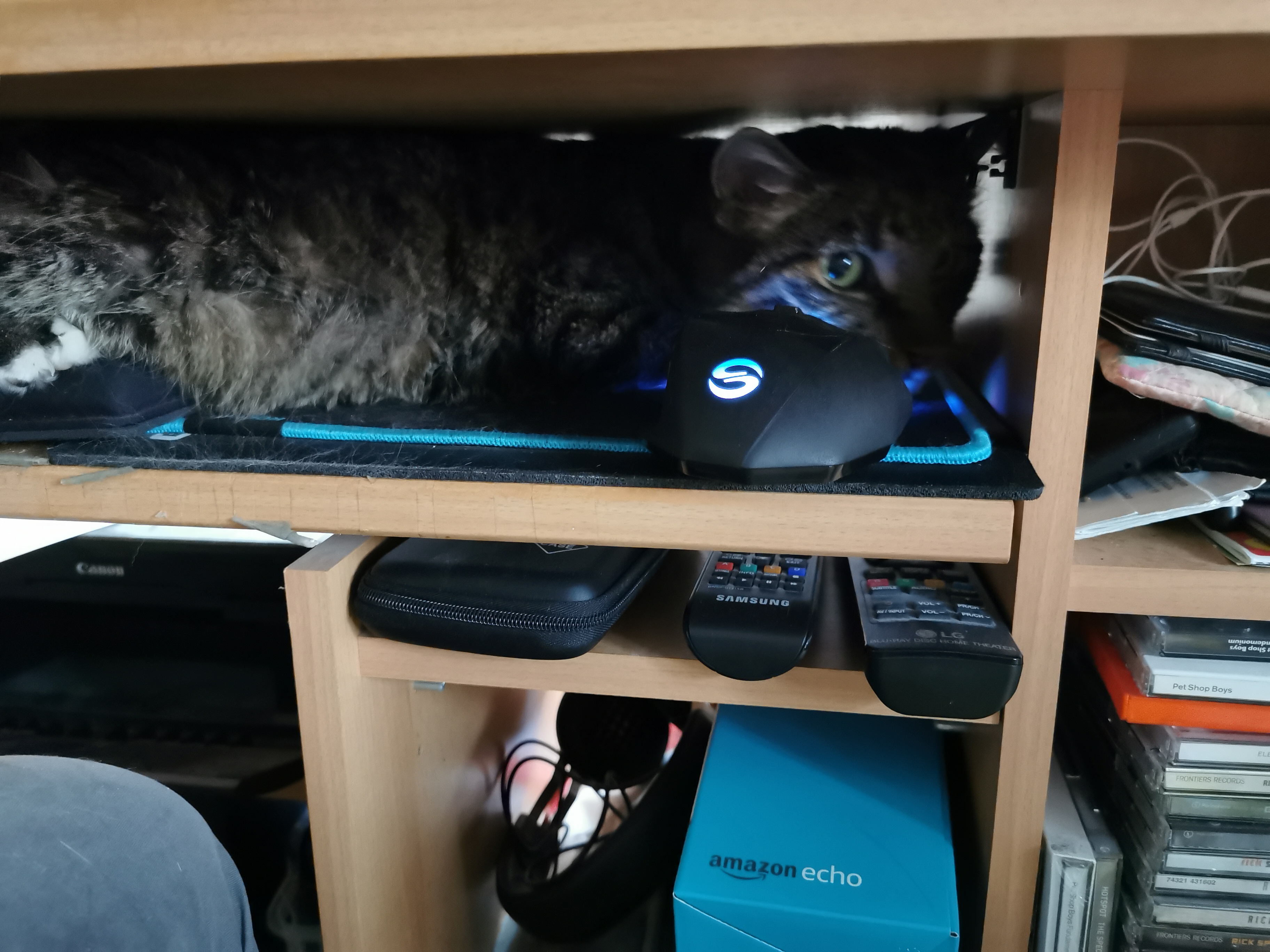 Whitey auf meinem Mauspad und vor meiner Computermaus liegend