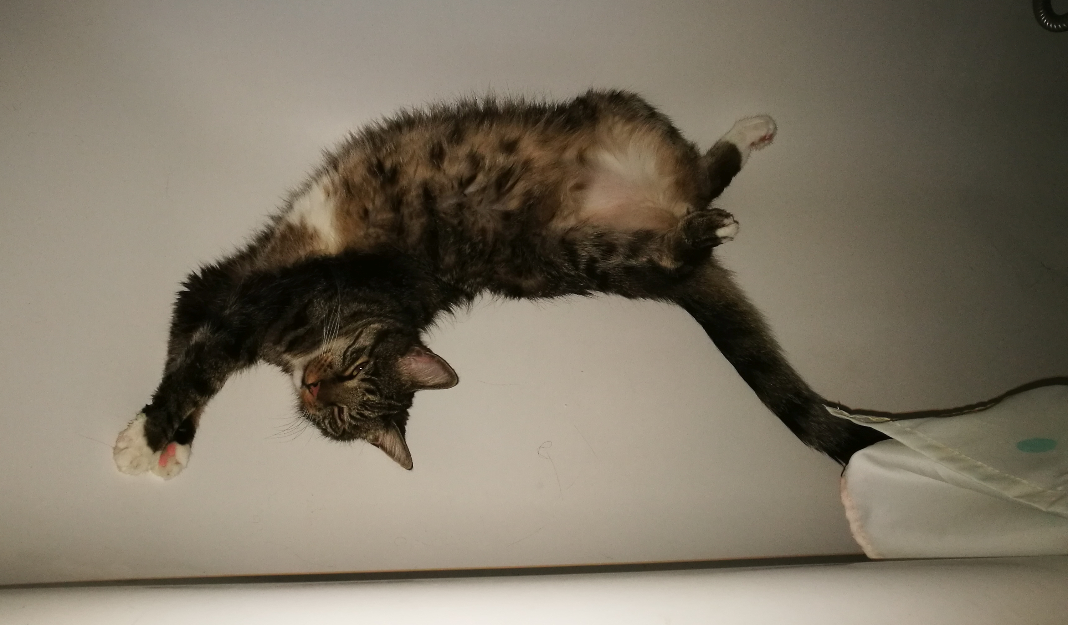 Whitey liegt auf dem Rücken und mit nach oben zeigenden Hinterbeinen in der leeren Badewanne