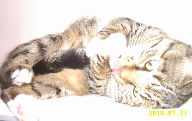 Whitey hat seinen Schwanz zwischen seinen Vorderpfoten und putzt ihn